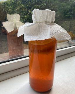 It’s great to have this beautiful summer drink brewing in the kitchen again! A great probiotic and refreshing mouthful…