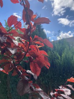 Ever wondered whether your plum tree is actually a plum tree?! I have and finally know that it is! Couldn’t believe my eyes when I saw a mini plum growing on it this morning! So happy about it!